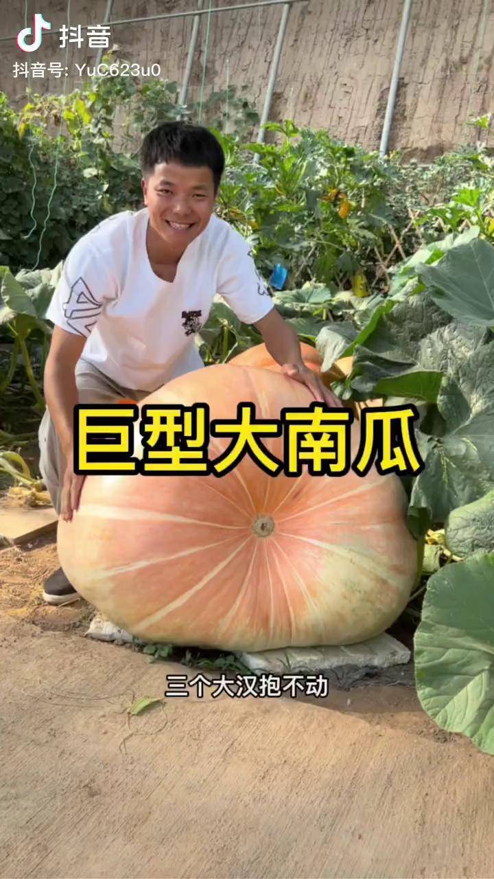 比老母猪还要重的南瓜你们见过吗巨型大南瓜