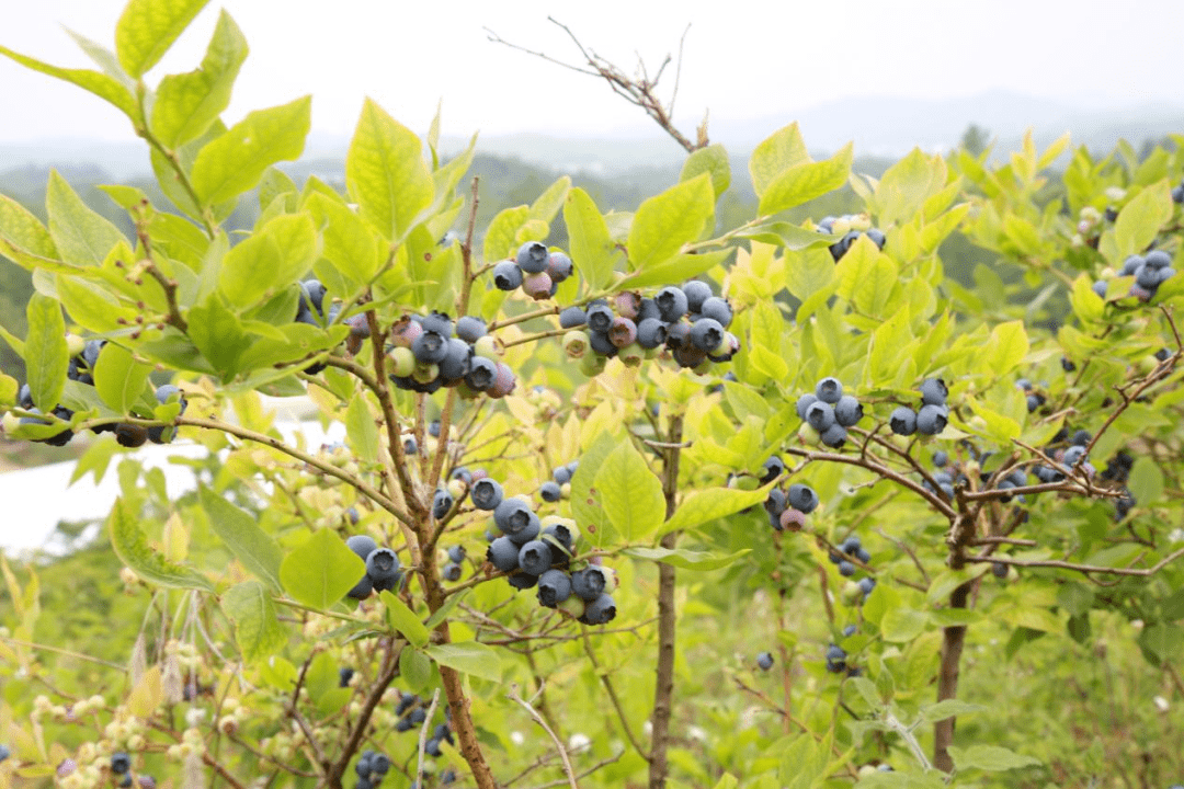 圖為果王藍莓基地進入成熟期的藍莓圖為周邊村民在果王藍莓種植基地