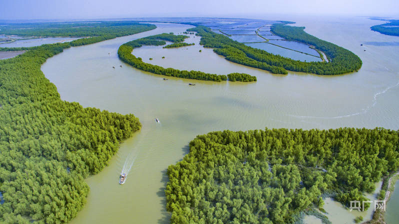 广东将完成营造修复红树林12万亩_湿地_自然保护区_全省