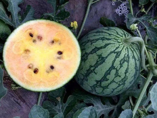 绿瓤西瓜,双色冰激淋西瓜,还有什么瓜没见过?