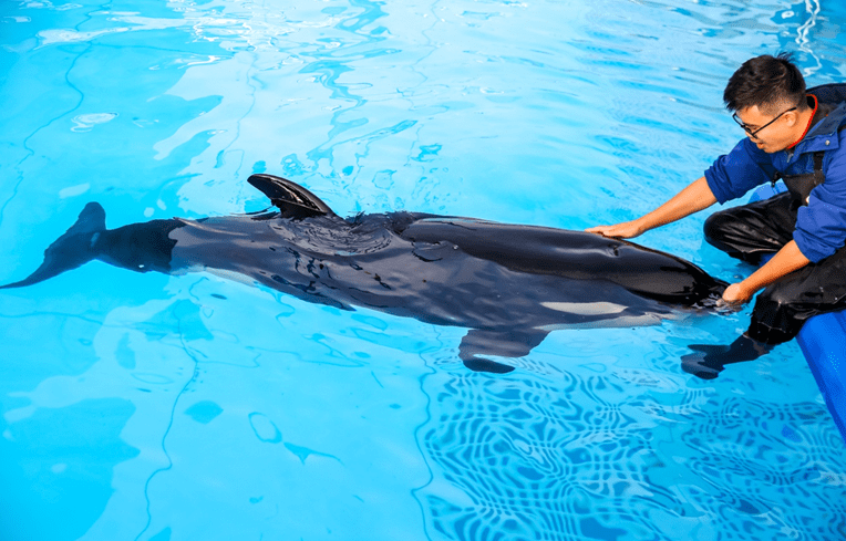 新生美好侬好小虎鲸海昌海洋公园虎鲸宝宝首次曝光