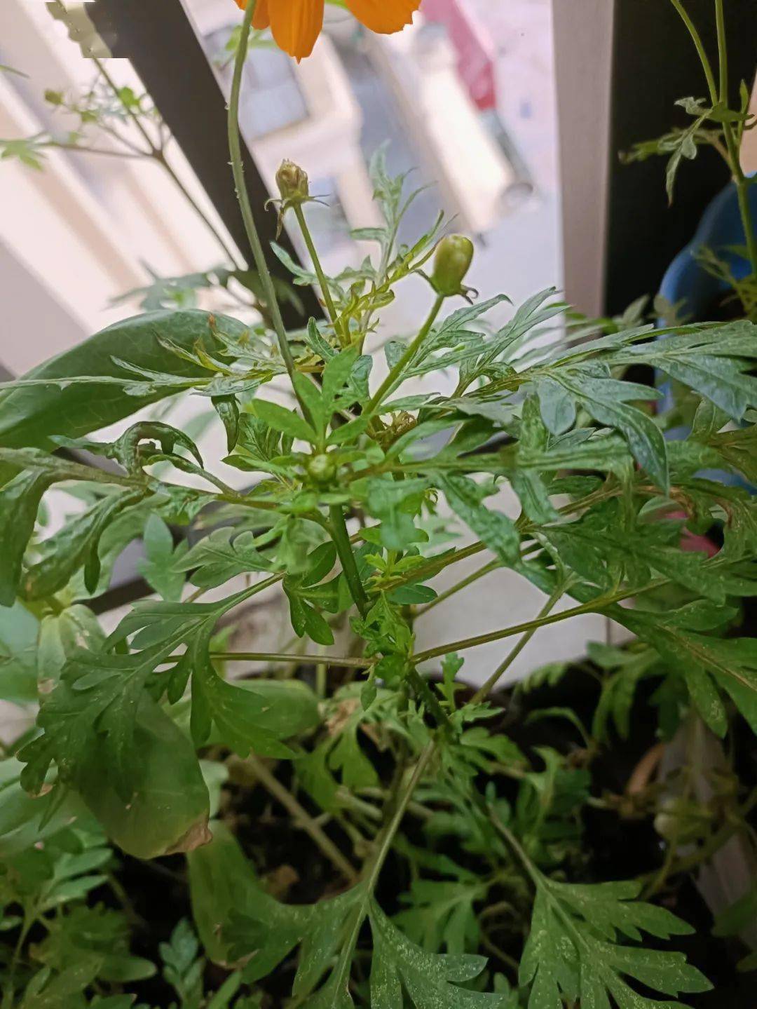 阳光校园活力一小廉洁种子在春天发芽