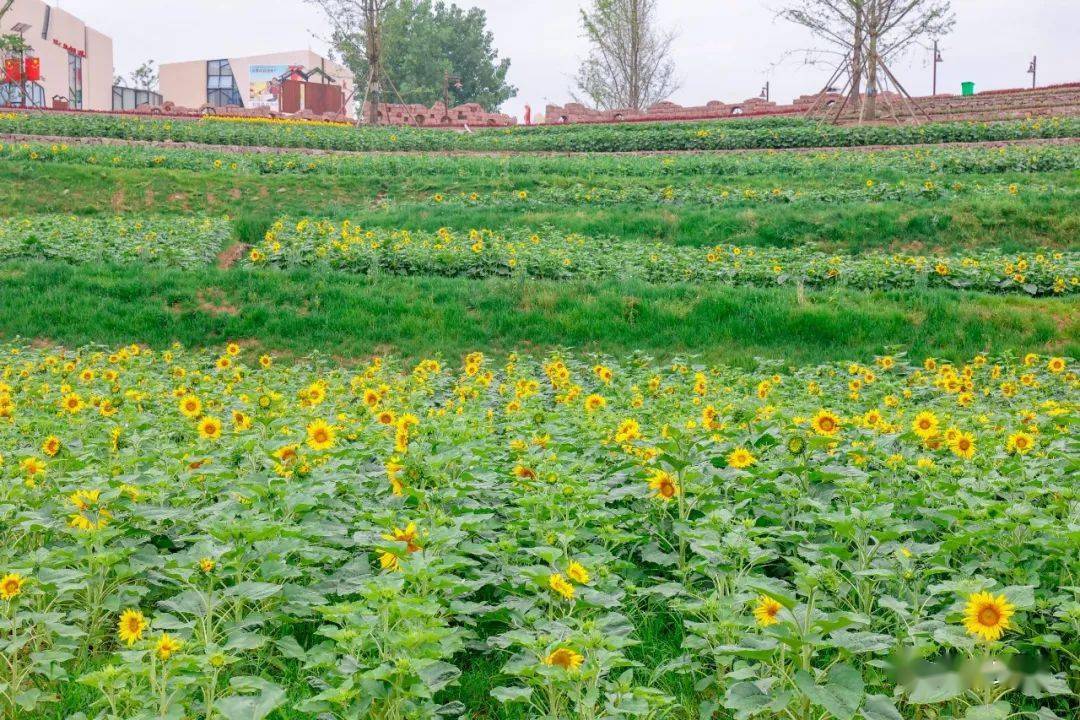 遂宁市最大向日葵花海就在安居这个地方