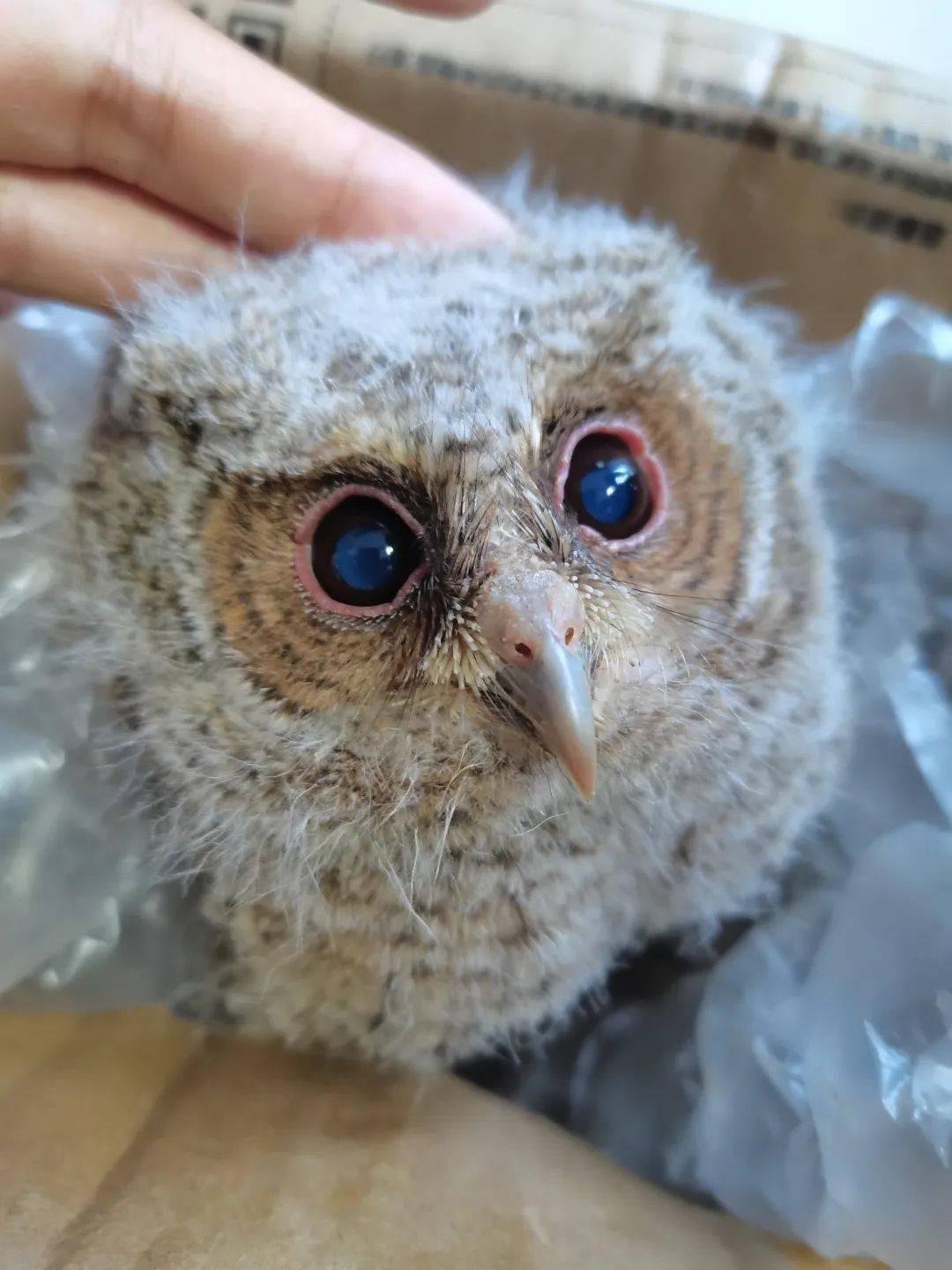 点赞又一只猫头鹰幼鸟获救