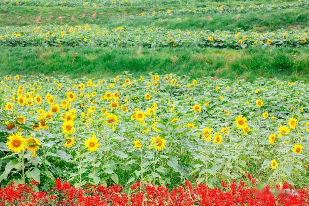 遂宁市最大向日葵花海就在安居这个地方