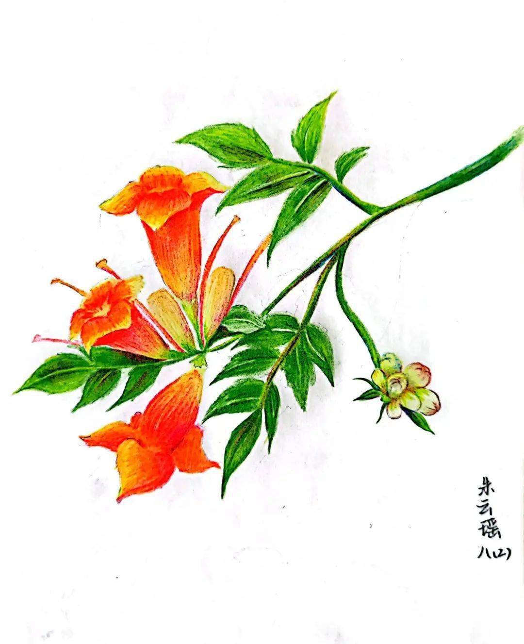 围观致远 | 草木如花,繁花似画——致远初中写生活动