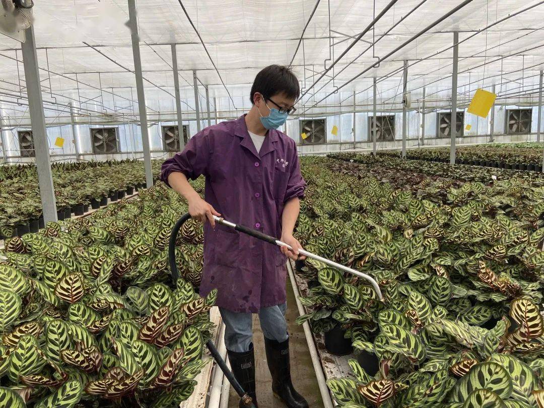 花卉所属单位成立复工复产疫情防控工作组,包括鲜花港,上海种业,申光