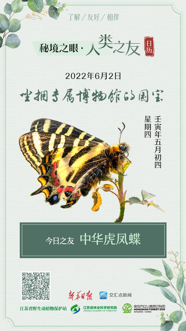 秘境之眼人类之友日历中华虎凤蝶坐拥专属博物馆的国宝