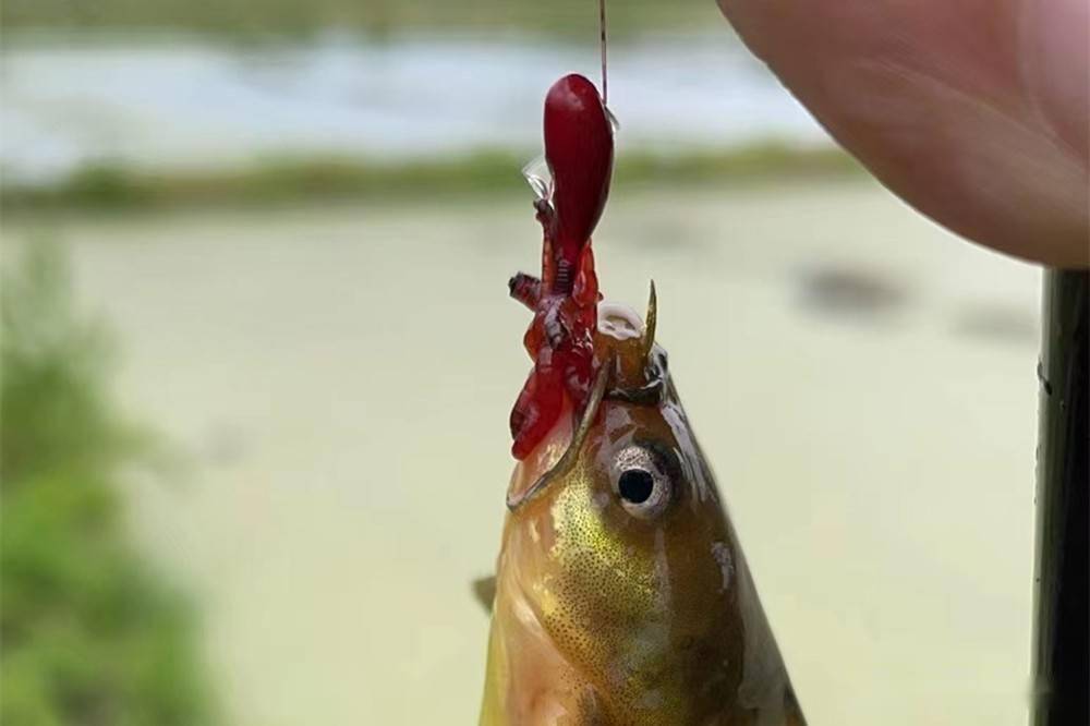 夏季野钓黄颡鱼这种钓法最简单有效想不爆护都难