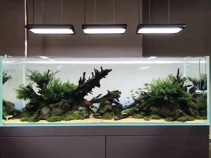 2017ada水草造景大赛参赛作品生长于野造景师的生活