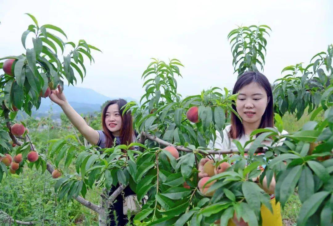 採摘地址:大石鎮小稻村