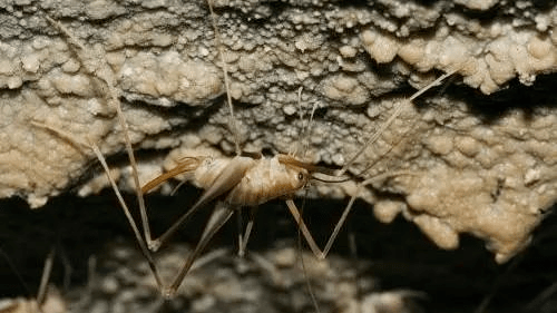 蟋蟀洞的结构图图片