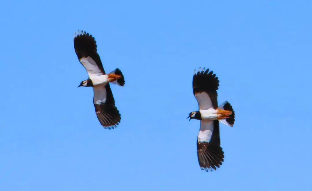 生态和谐同在蓝天下人鸟共家园线上摄影作品展五