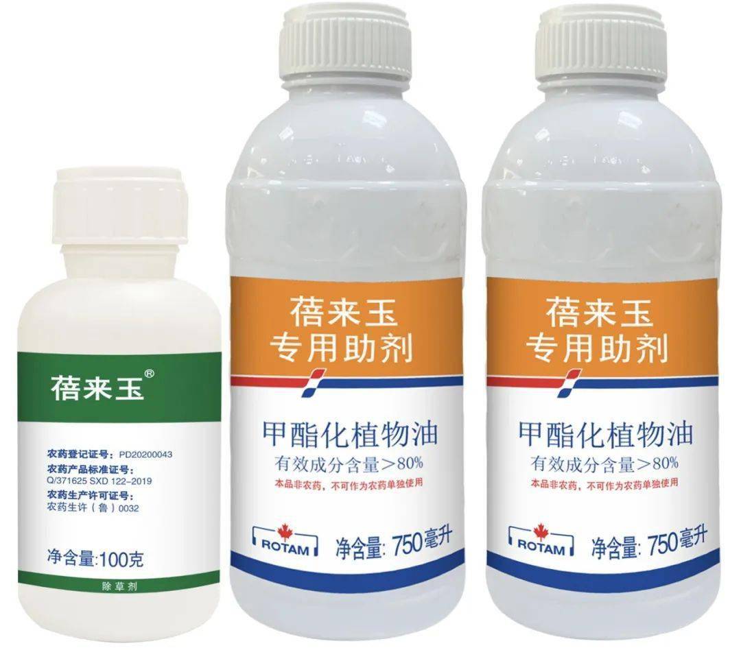 龙灯_现金_人数