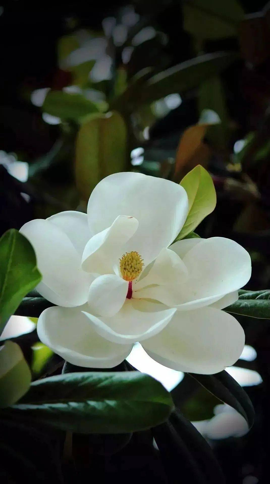 广玉兰素锦青衫温良以待