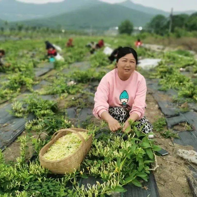 子陵铺镇金泉村：种下金银花，采得“金银”来 陈红玲 种植 村民