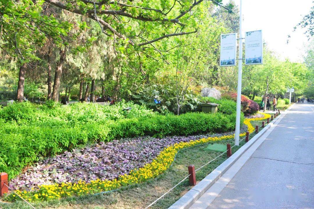 乡土植物在园林绿化中有什么优势_配置_假山_区域性