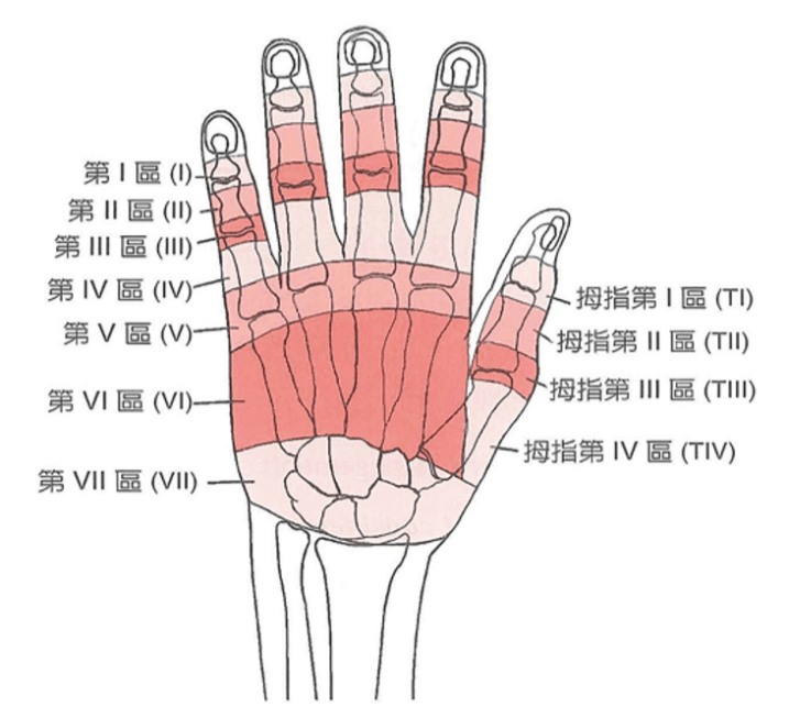 手的结构名称图解图片