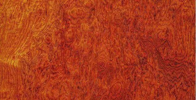 74 缅甸花梨的生长环境