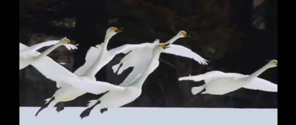转：雁行理論 （Geese Theory）及相关_飞行_队形_其它