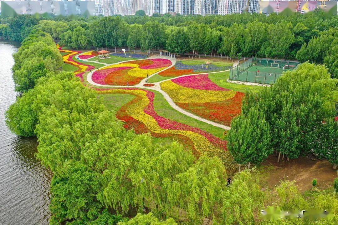 在沈阳浑河晚渡公园,近万平方米,超57万株"万平花海"在浑河北岸竞相