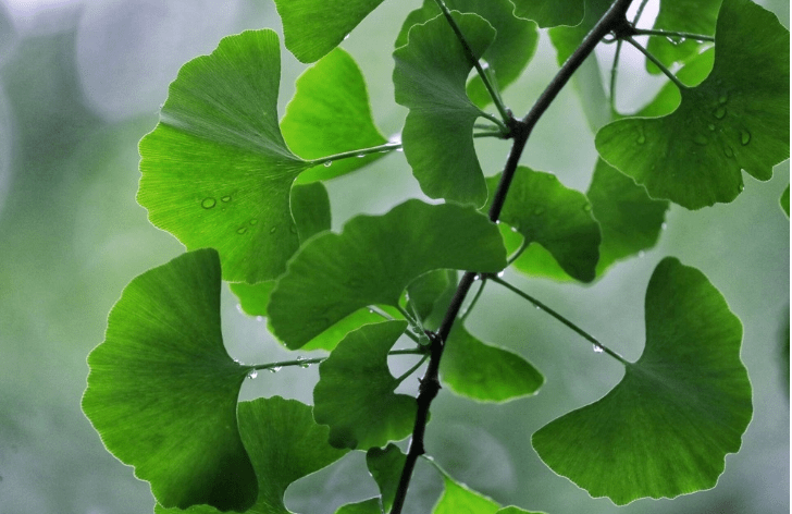 青绿如诗 满眼清凉丨长兴八都岕的初夏_十里银杏_绿色_浙江