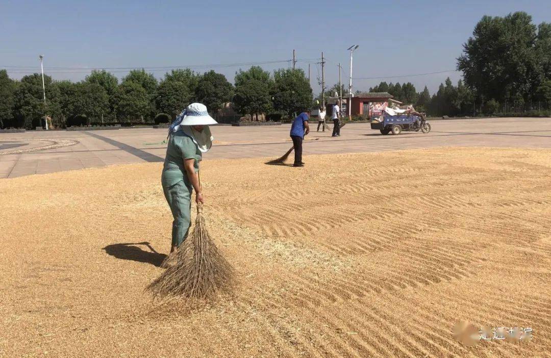 "今年是个丰收年,可是没有地方晒麦子成了难题,在道路上不安全又影响