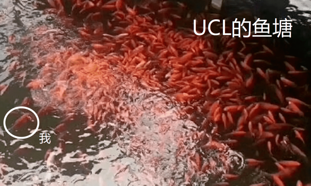 ucl这个渣男终于把我从鱼塘里捞出来了