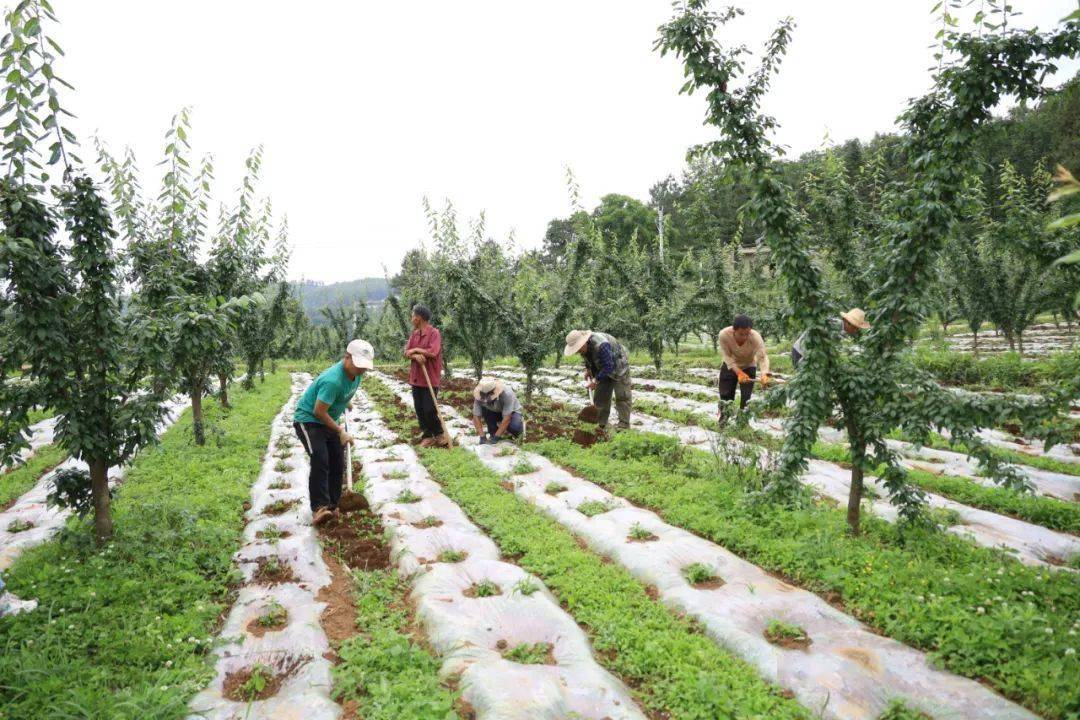 大街乡营中村 党支部领办合作社激活乡村振兴 一池春水 发展 种植 经济