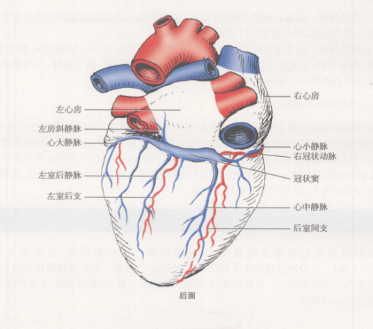 心脏流入道流出道图解图片