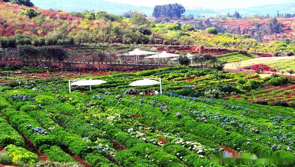 昆明阳宗海湖畔——南国山花庄园绣球花开_鲜花_蔷薇_步一