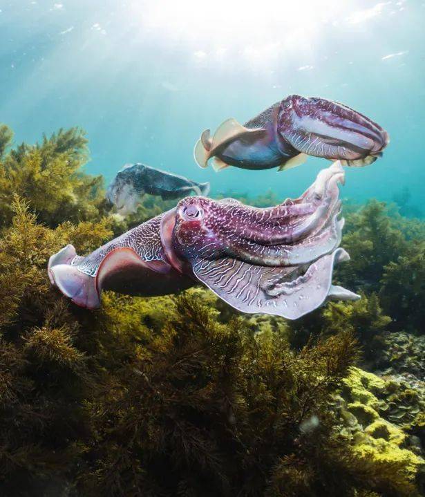 事实上,这些都是你有可能在澳大利亚的海洋中邂逅的海洋生物whale