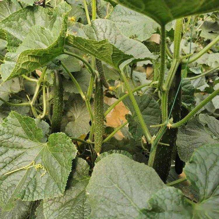 黄瓜丨标准化黄瓜开园啦!_满师傅_管理_秧子
