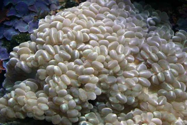 白天吹泡泡，夜里起来嗨，说的竟然是珊瑚？