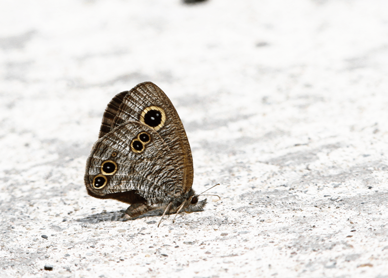 11中华矍眼蝶10 蒙链荫眼蝶9 稻眉眼蝶8 灰姑娘绢粉蝶7 华西黑纹粉蝶6