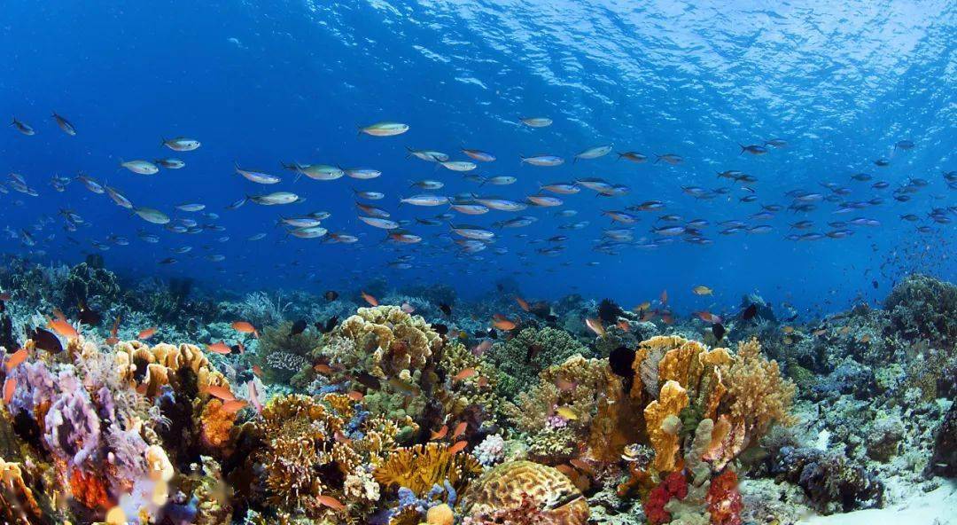 世界海洋日有选择性地吃海鲜也是保护海洋