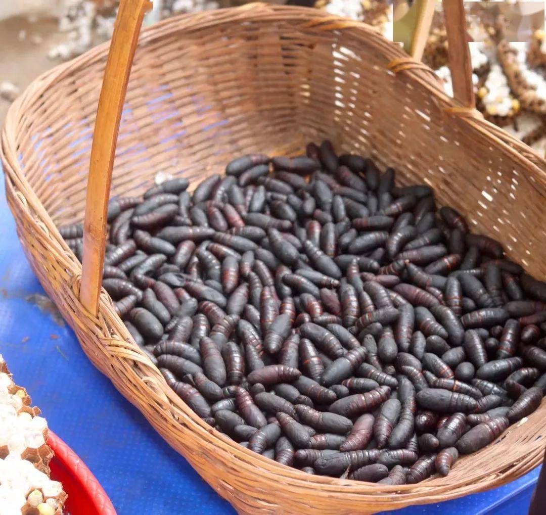 "摇头虫"虽然长得磕碜,但在爱虫人眼中,却是一道难得的美食,没有成蛹