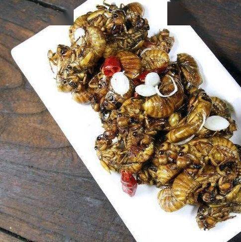 知了猴上市,7毛钱一个?摸,吃攻略全在此!_金蝉_洞口_价格