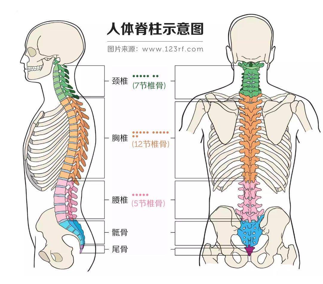 脊椎在什么位置图图片