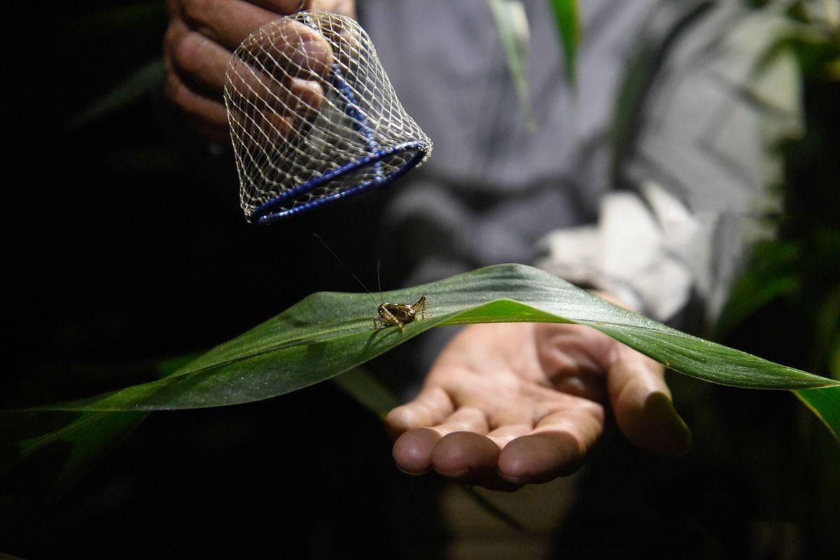乡土散文:捉蝈蝈_地瓜_声音_叫声