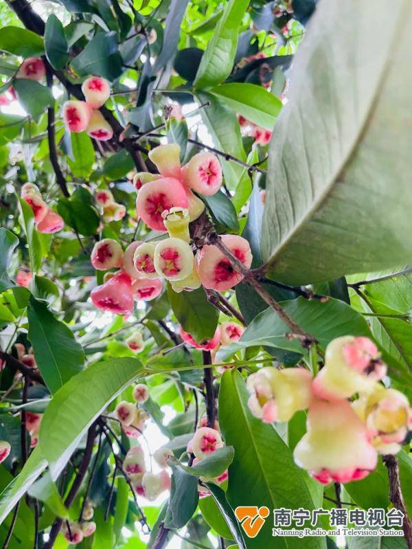 木菠萝_果实_扁桃