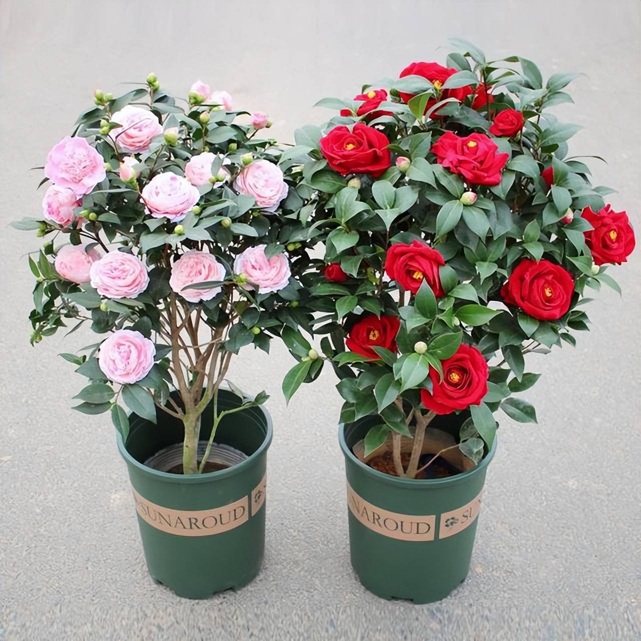 6月到8月 是茶花的花芽分化期 做好养护的同时加点它 花苞多多 进行 花卉 叶片