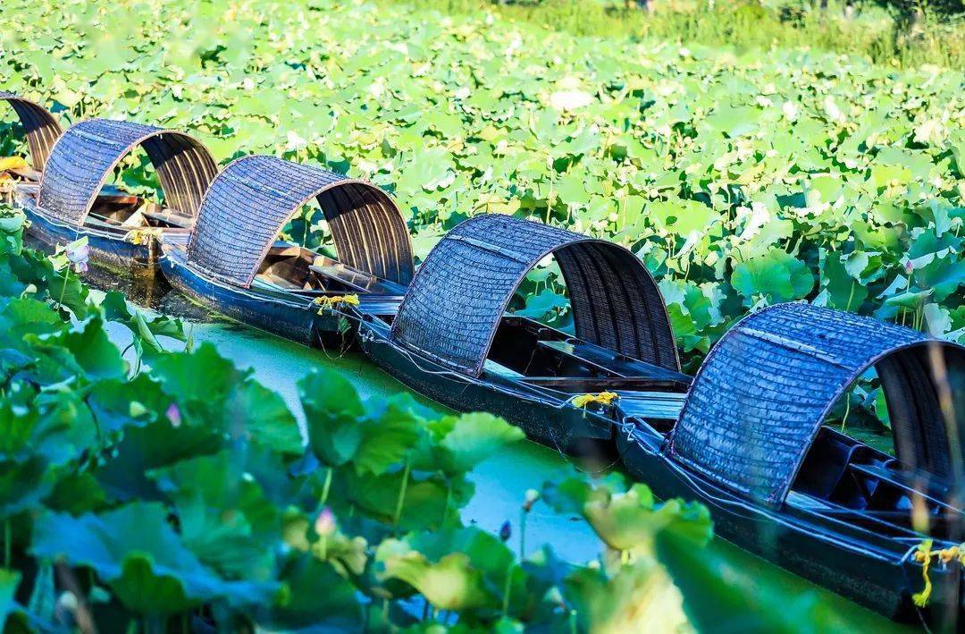 好消息,金湖荷花荡今天开园啦!_景区_荷塘_夏天