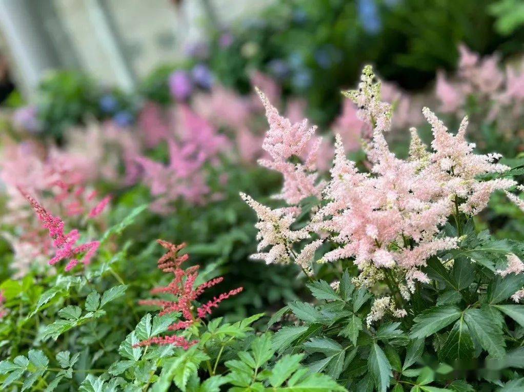 阴生花境分享get这份耐阴植物搭配清单