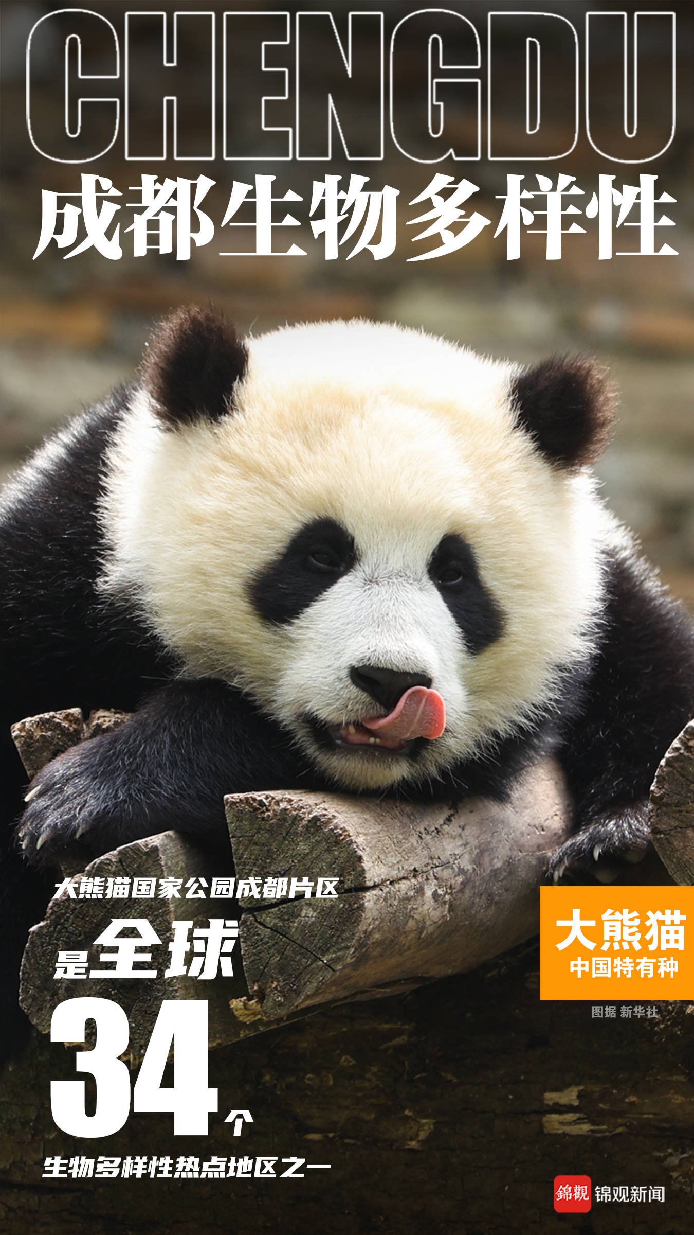 成都日报锦观新闻 文字 郝燕萍 设计 徐骁 编辑 郝燕萍 审核 庄伟伟