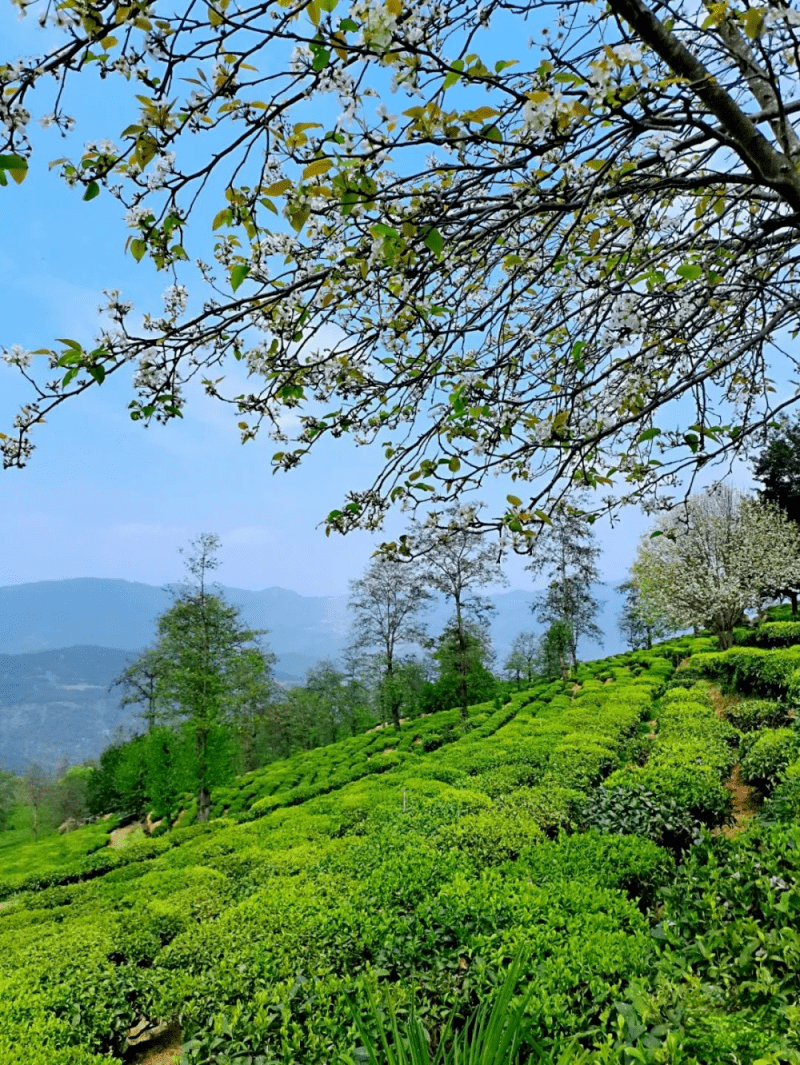 南涧县无量山茶谷综合开发项目招商