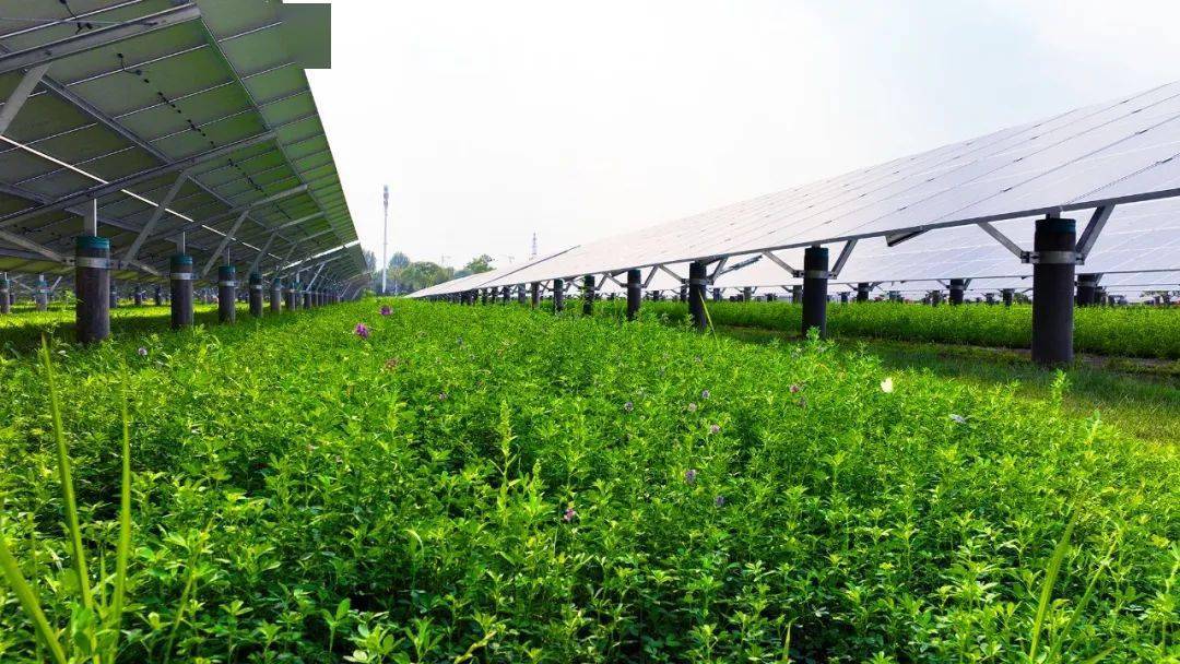 在华美热电公司种植园,一排排向阳而生的"蓝色向日葵"——光伏板整齐