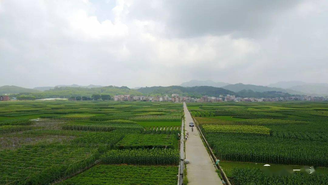 邓村邓人广西横县石塘镇邓村全景风貌