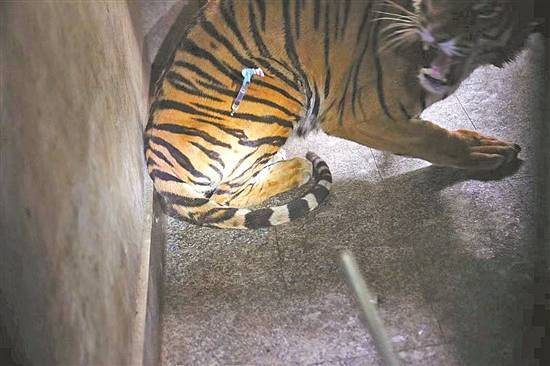 华南虎"养育秘笈"_雷胜桥_老虎_威威