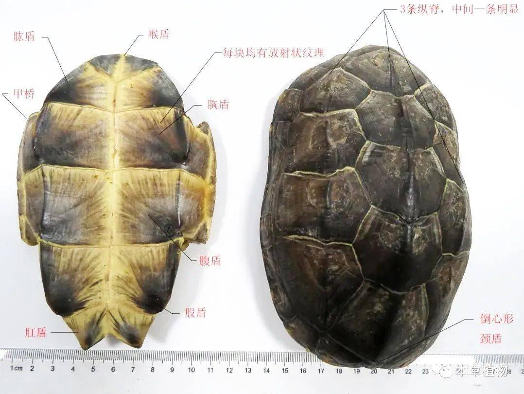 每天学习一味中药龟甲